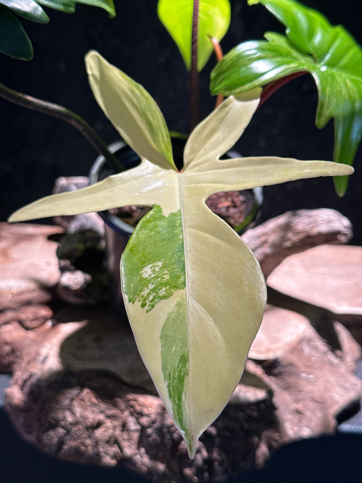 Philodendron ‘Florida Beauty’ Variegated
