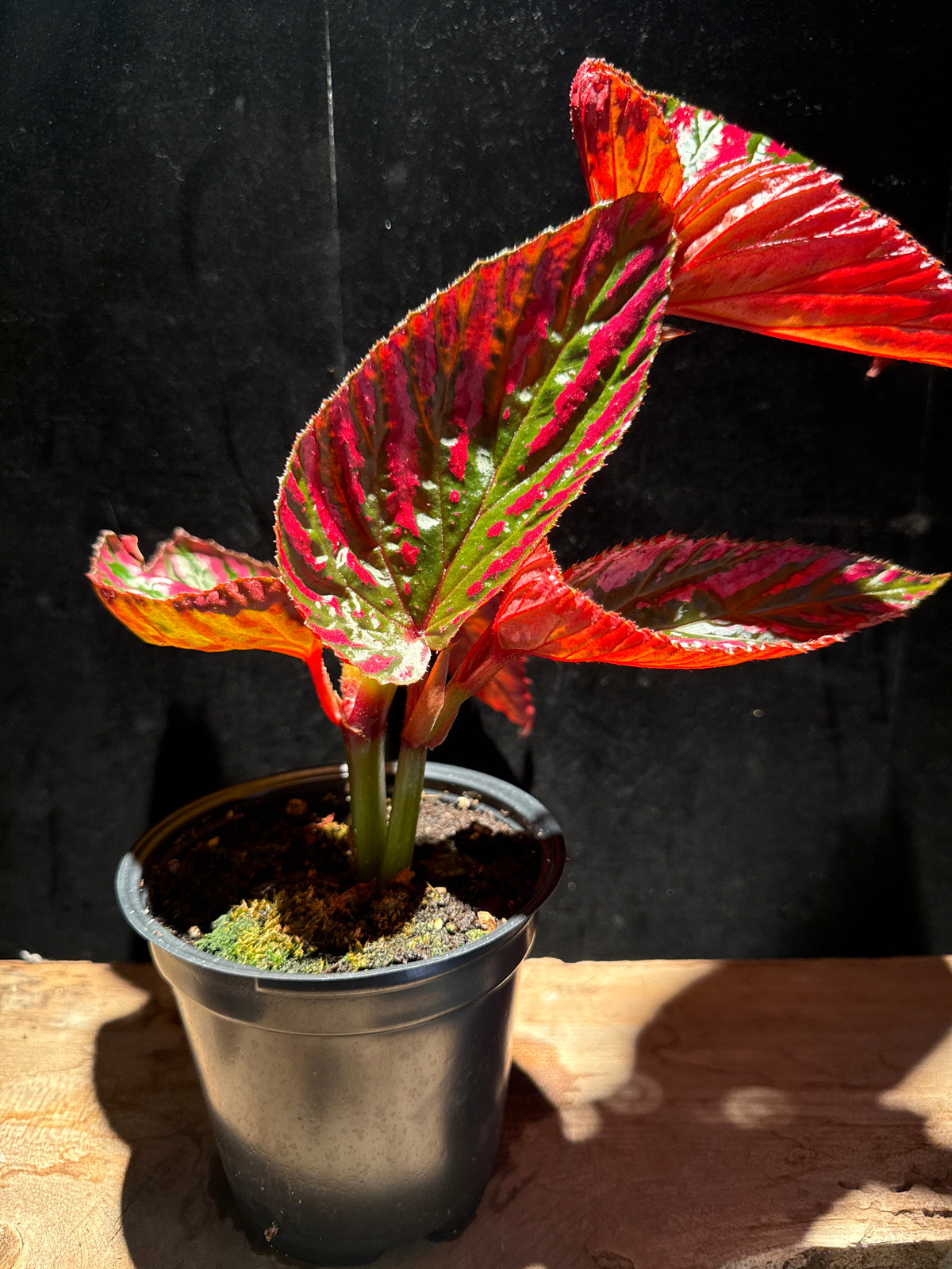 Begonia brevirimosa ‘Exotica’ – Rare Metallic Pink Cane Begonia