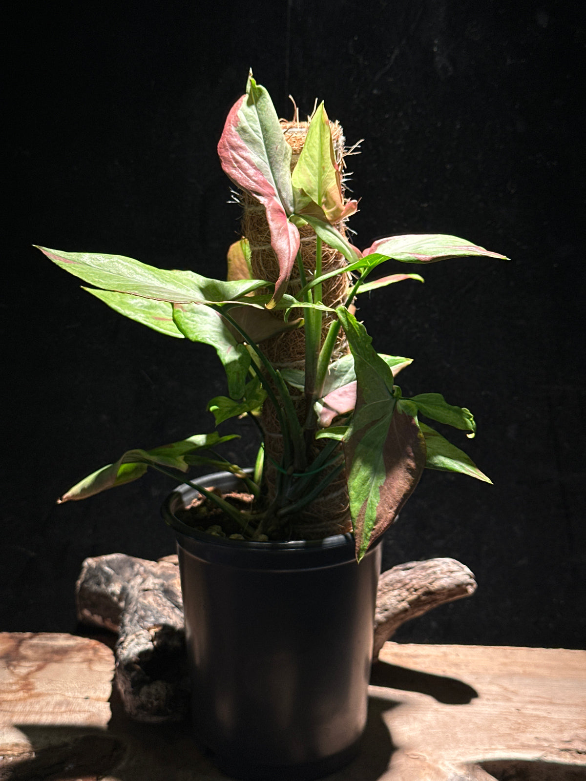 Syngonium ‘Orm Thong’