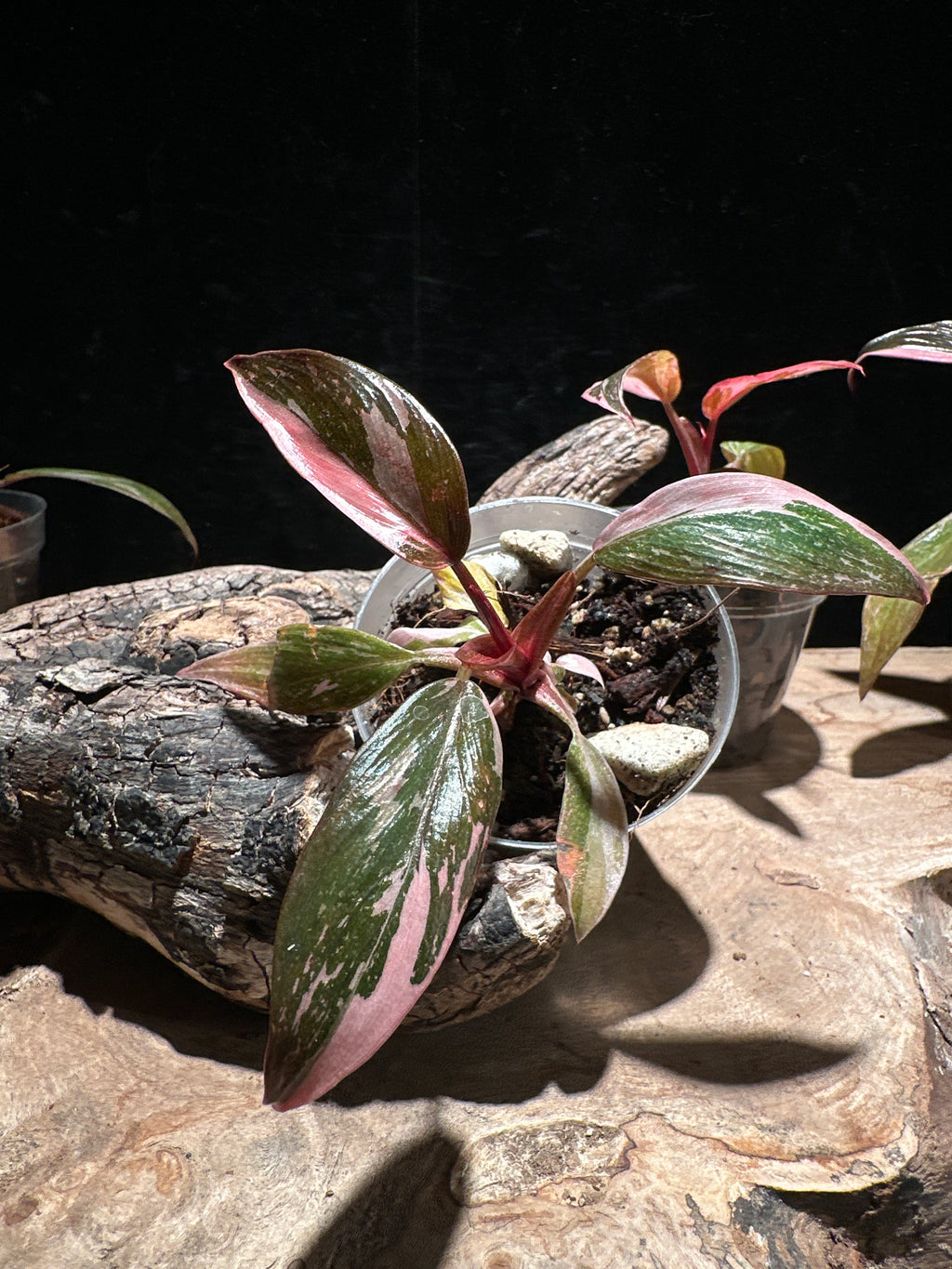 Philodendron 'Pink Princess Marble Galaxy' Live Houseplant | Rare Variegated Philodendron