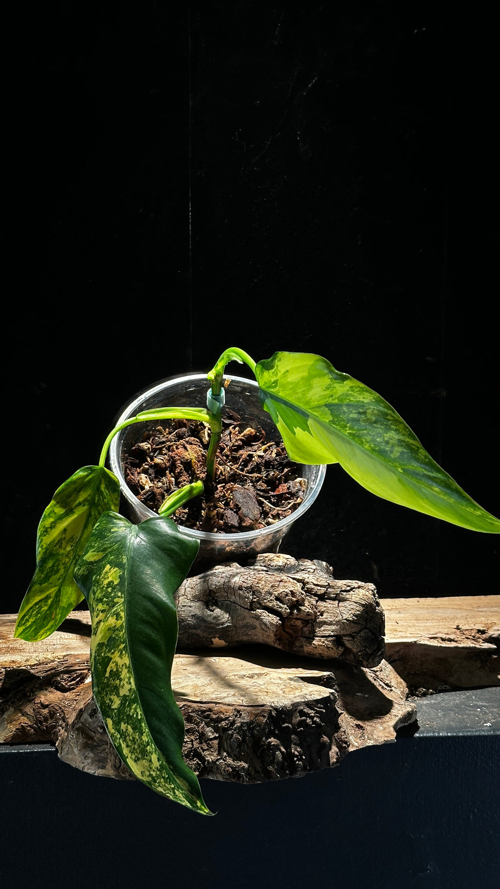 Philodendron 'Domesticum Variegated' - High Variegation  5"