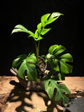 Raphidophora tetrasperma- Mini monstera