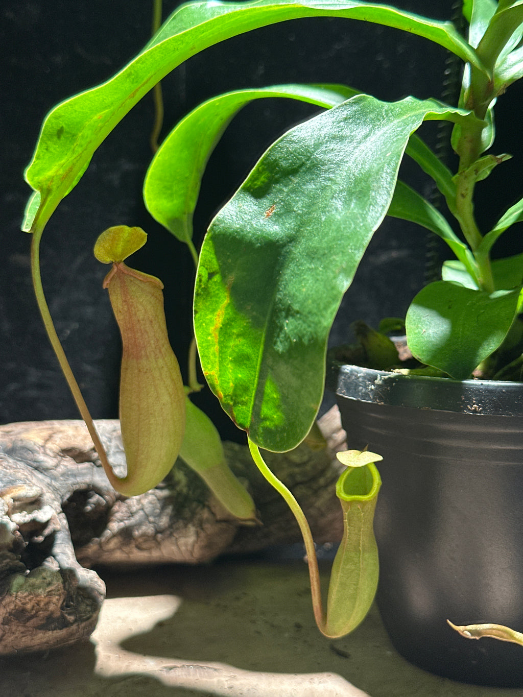 Nepenthes - Pitcher Plant 4"