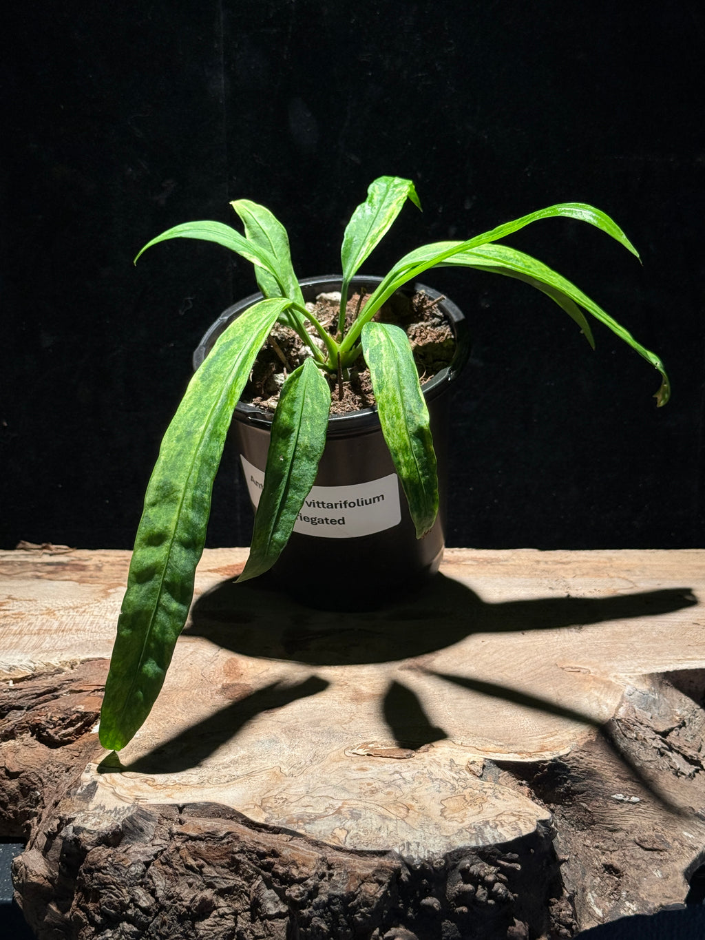 Anthurium vittarifolium - Variegated