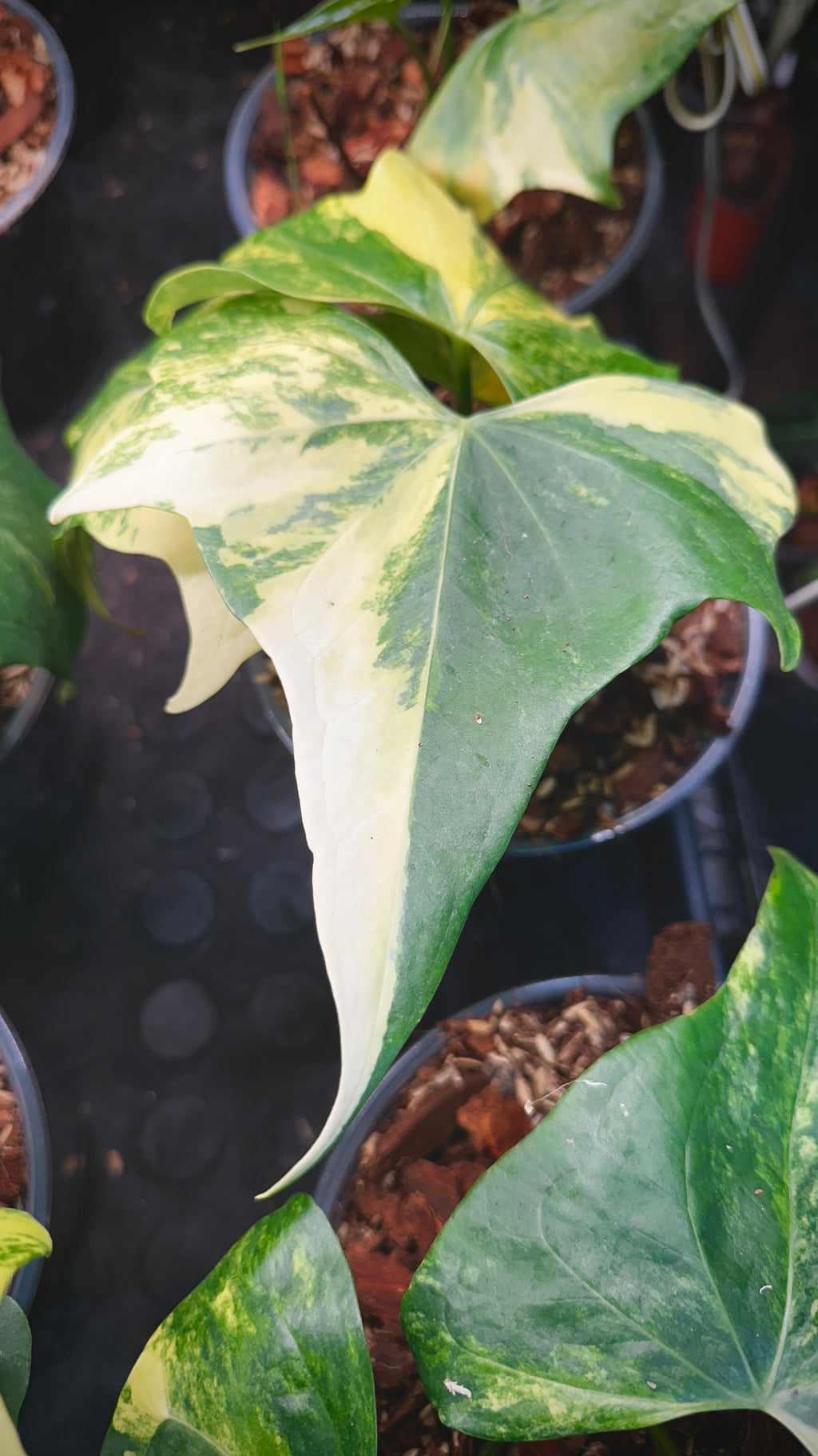 Anthurium 'Pterodactyl' Highly Variegated 6" (Not From Tissue Culture)