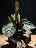 Calathea ornata ‘Pinstripe’ | Pet-Friendly Tropical Houseplant