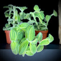 Tradescantia Velvet Stripe