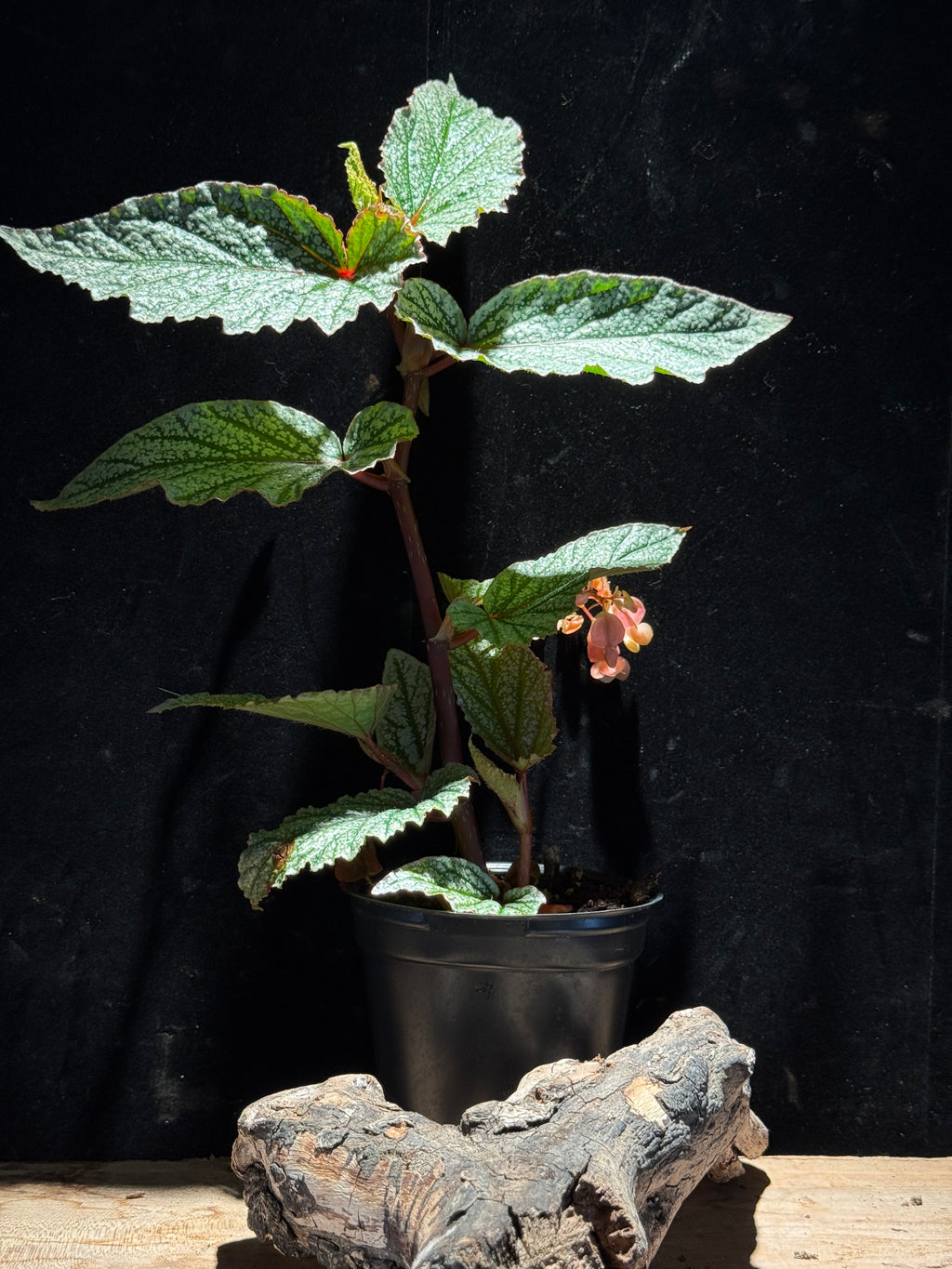 Begonia ‘Snow Capped’ | Snowy Speckled Angel Wing Begonia