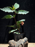 Begonia ‘Snow Capped’ | Snowy Speckled Angel Wing Begonia