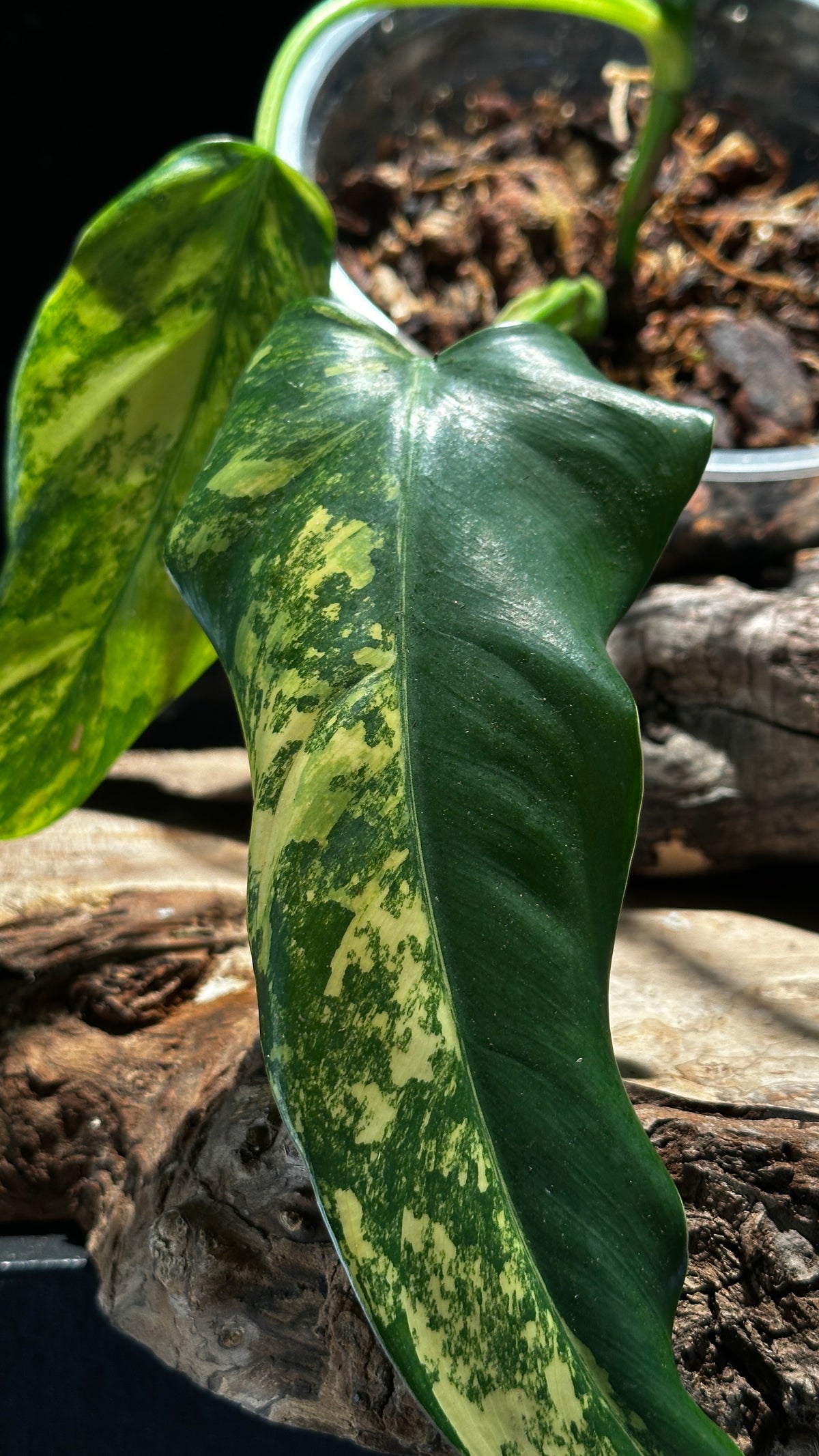 Philodendron 'Domesticum Variegated' - High Variegation  5"
