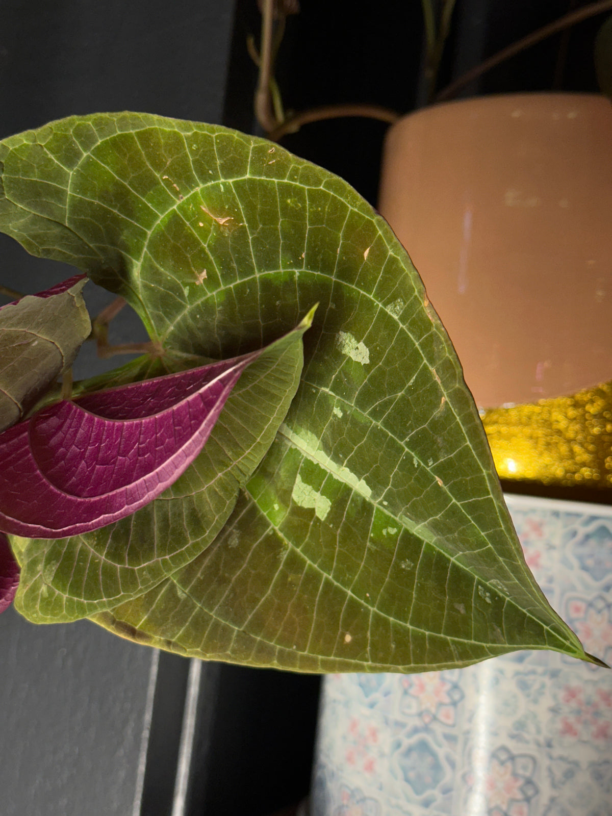 Dioscorea discolor - Ornamental Yam 6"