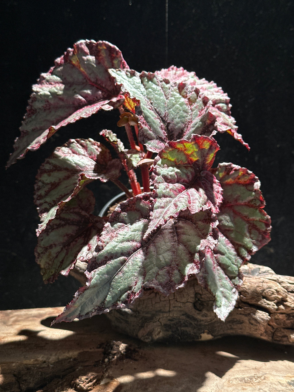 Begonia Rex Merengue 4"