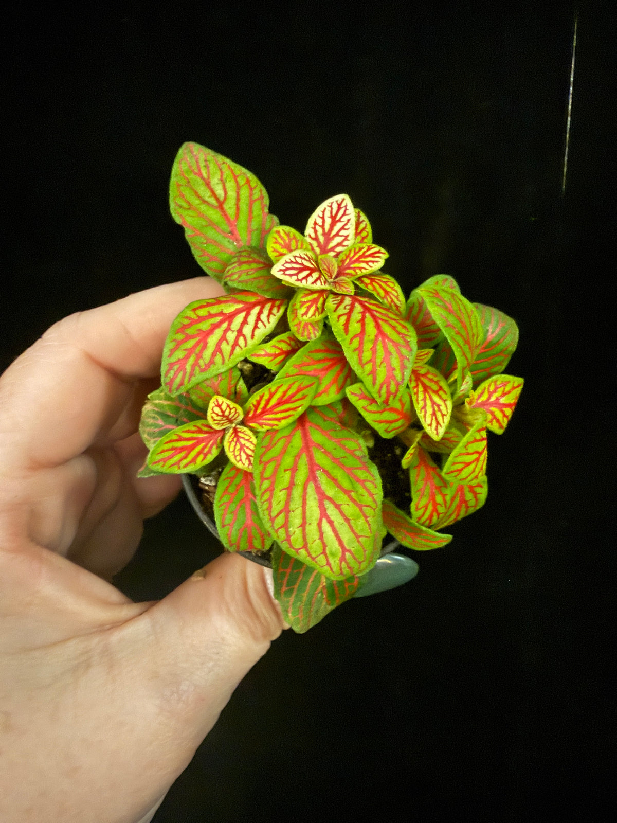 Fittonia 2"