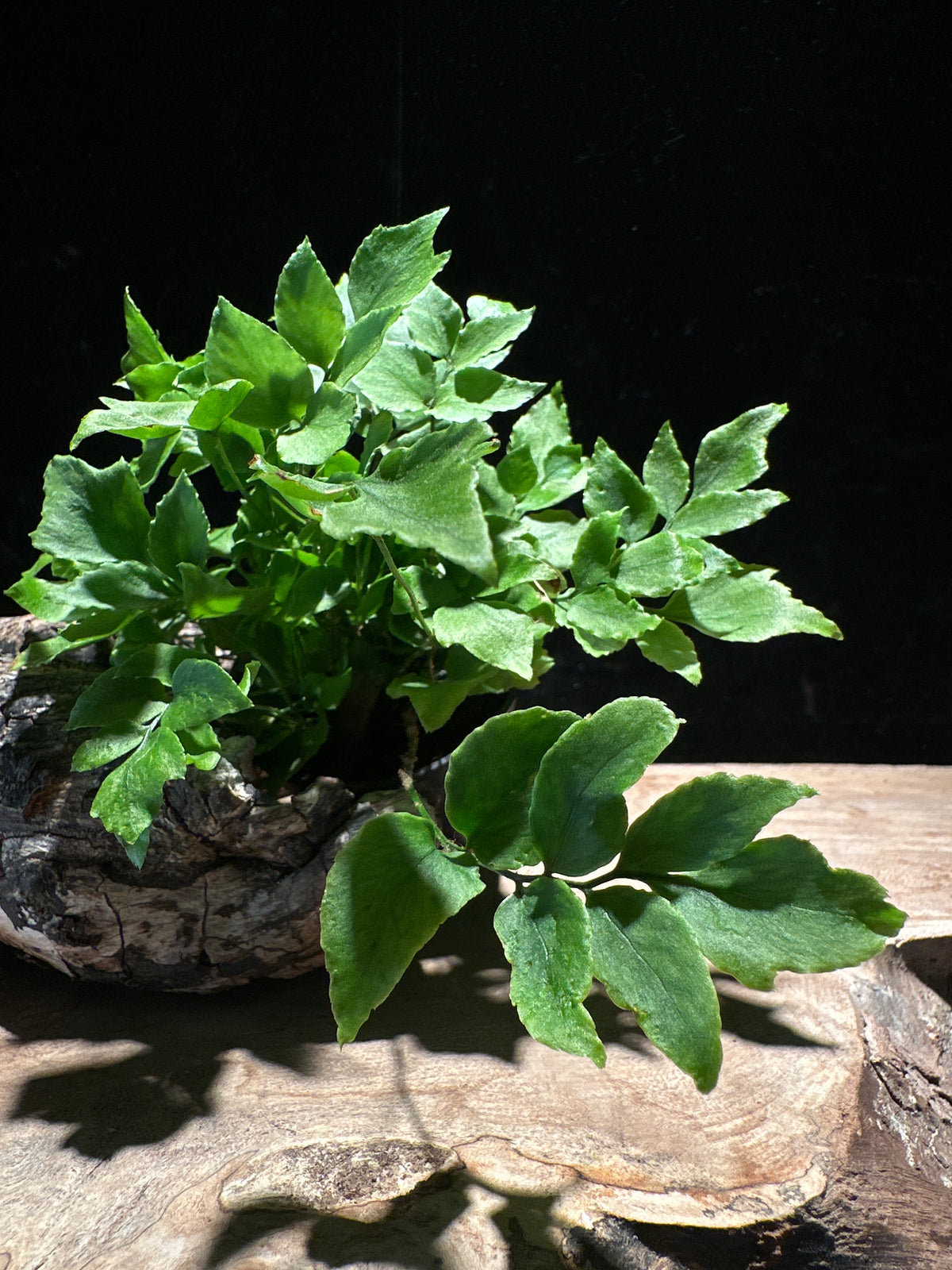 Maidenhair Fern (Assorted Adiantum Cultivars)