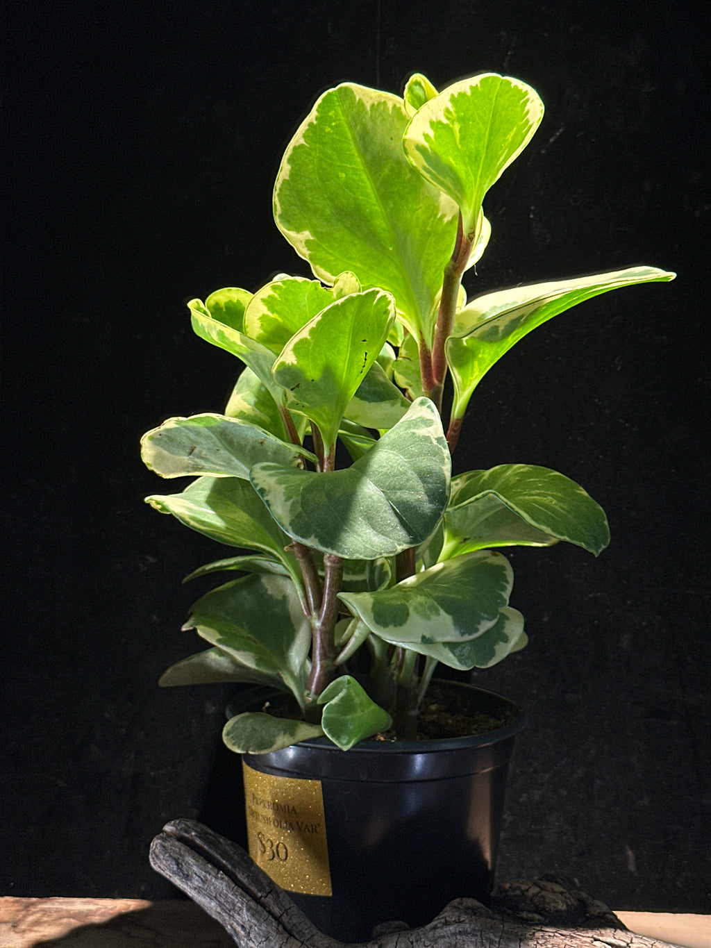 Peperomia obtusifolia 'Variegata' (Variegated Baby Rubber Plant)