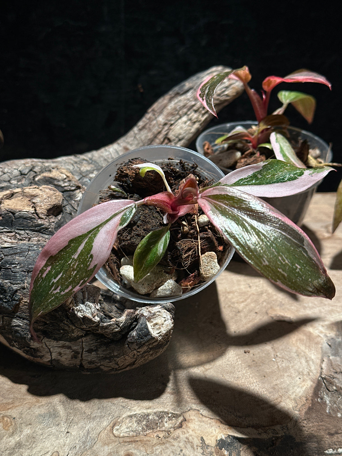Philodendron 'Pink Princess Marble Galaxy' Live Houseplant | Rare Variegated Philodendron