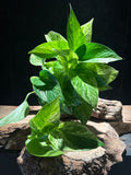 Epipremnum aureum 'Marble Queen’
