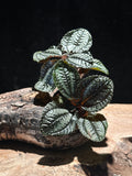 Pilea 'Norfolk' (Angel Wings) Bronze leafed plant
