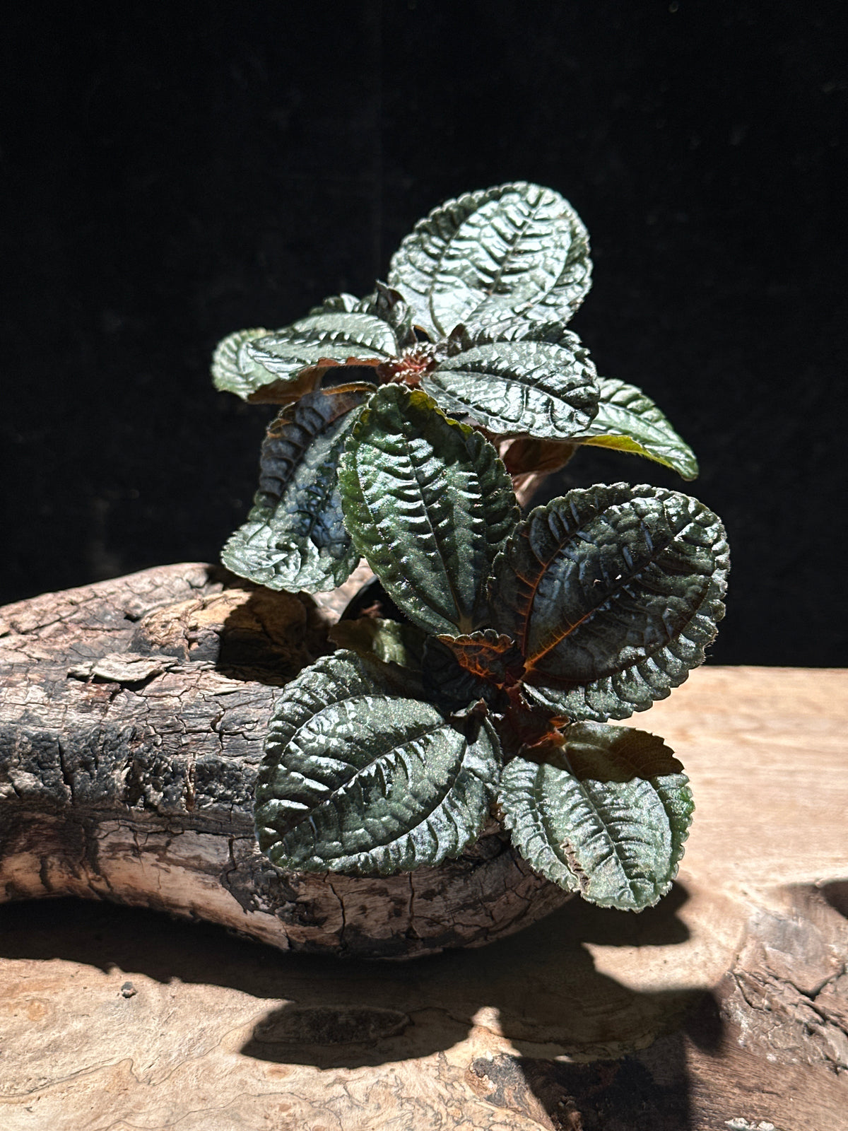 Pilea 'Norfolk' (Angel Wings) Bronze leafed plant