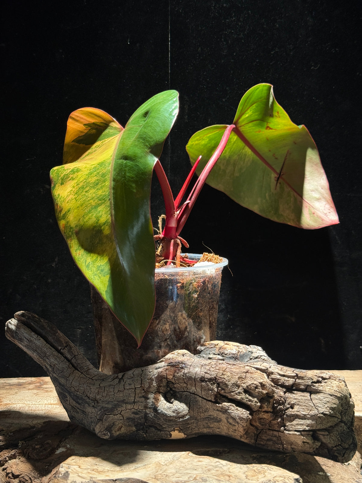 Philodendron 'Strawberry Shake'