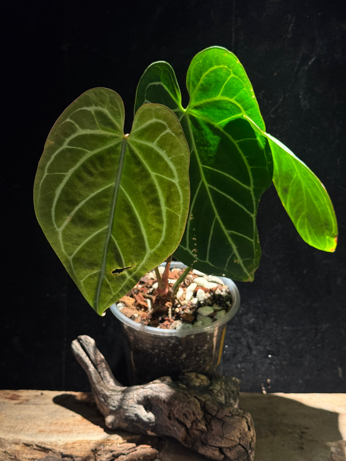 Anthurium King of Spades, Seed Grown