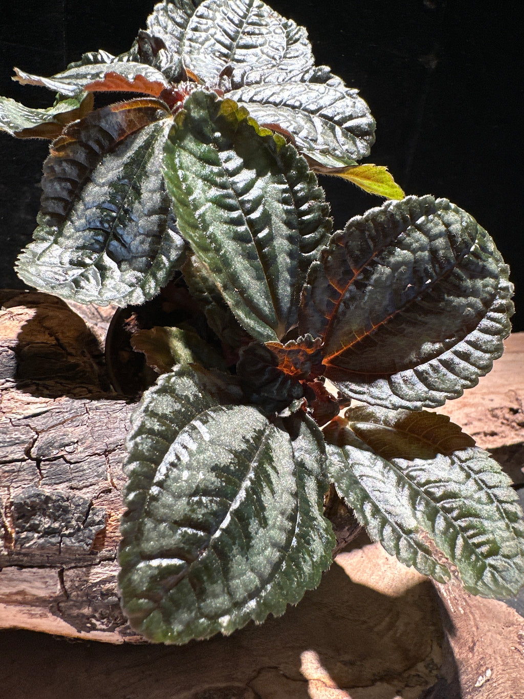 Pilea 'Norfolk' (Angel Wings) Bronze leafed plant
