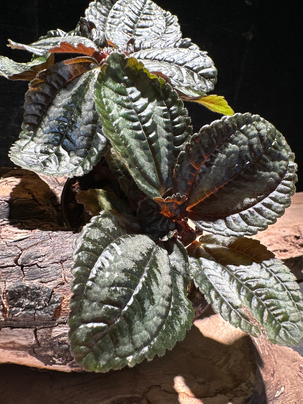 Pilea 'Norfolk' (Angel Wings) Bronze leafed plant