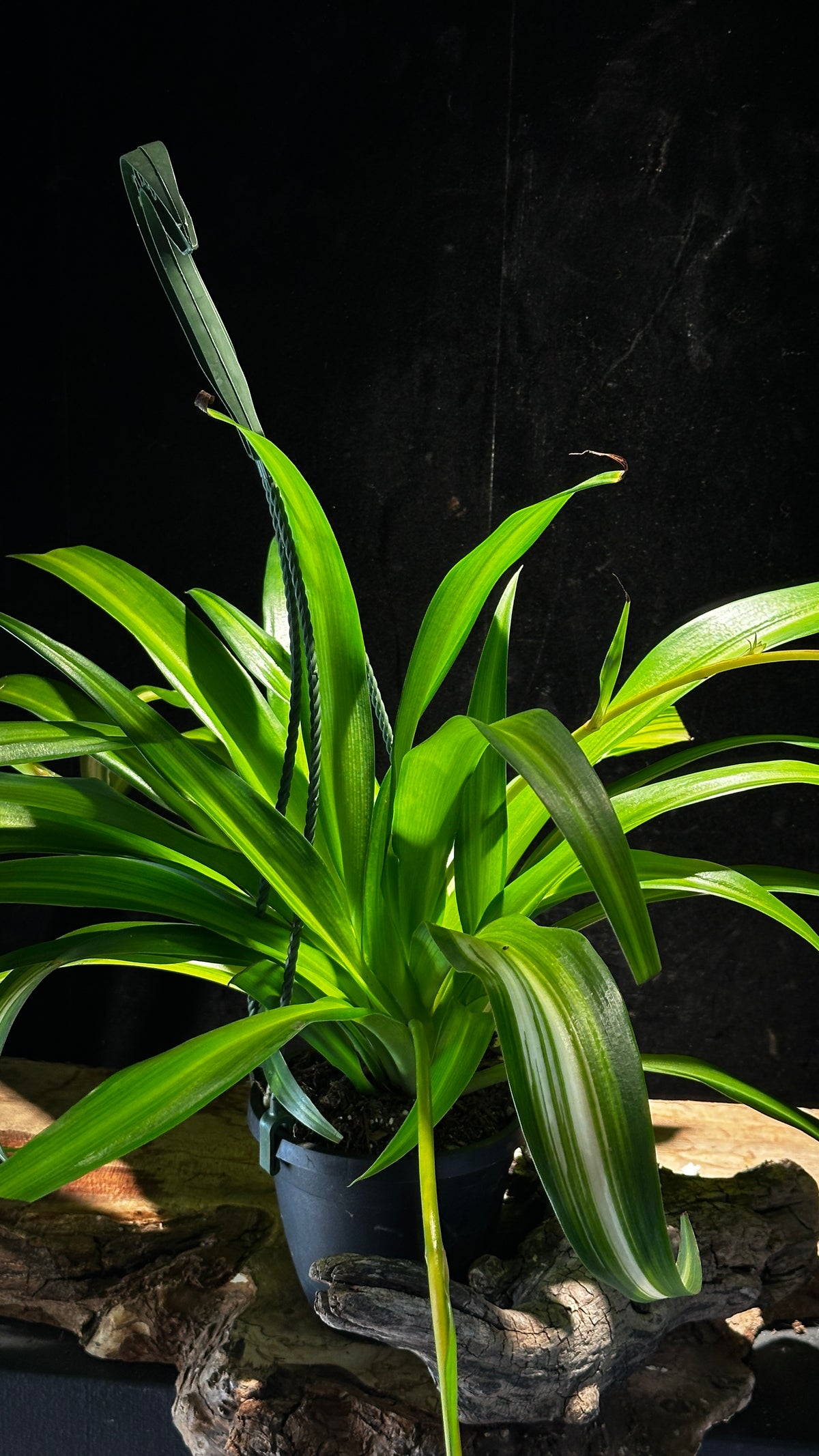 Hawaiian Spider Plant – Air-Purifying Trailing Hanging Basket