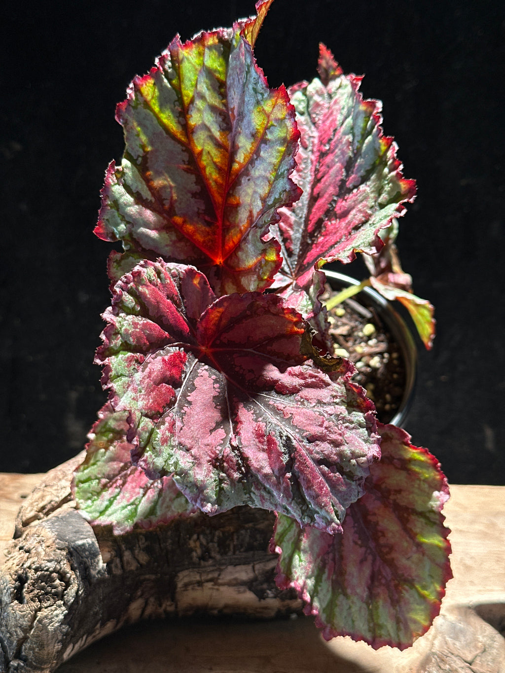 Begonia Lambada – High-Contrast Metallic Pink Rex Begonia
