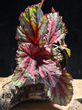 Begonia Lambada – High-Contrast Metallic Pink Rex Begonia