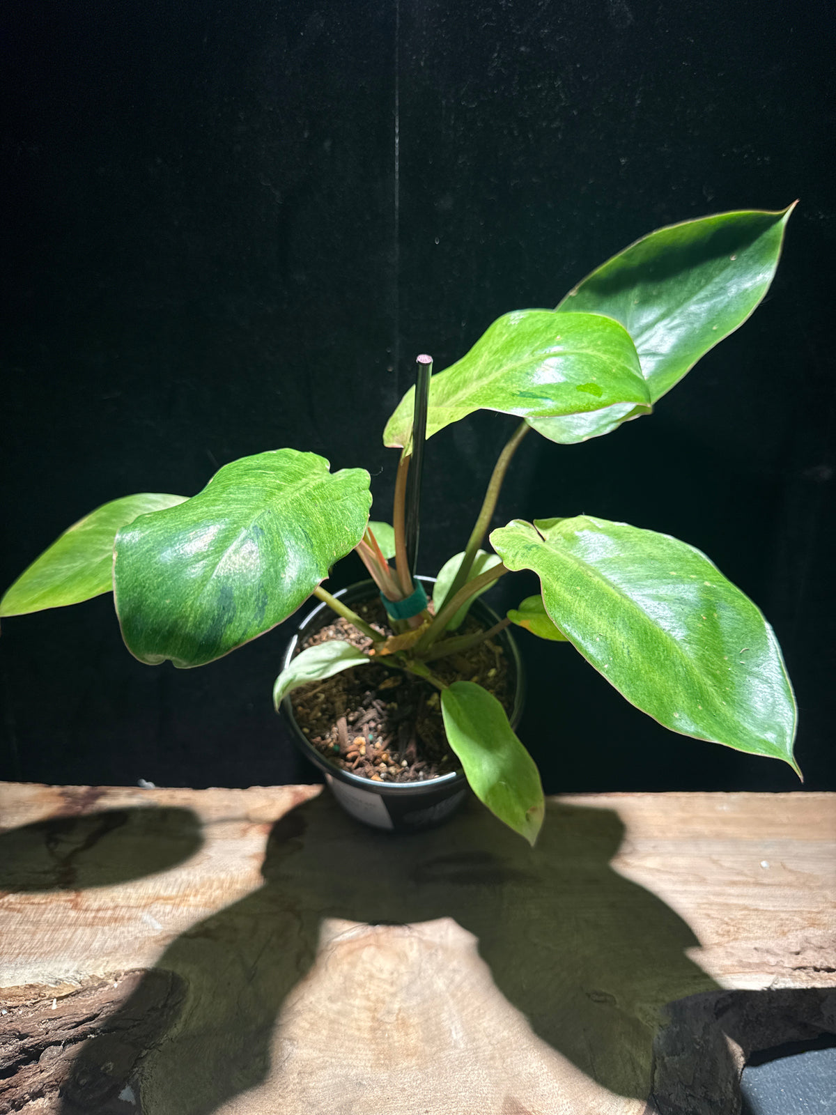 Philodendron ‘Snow Drift’