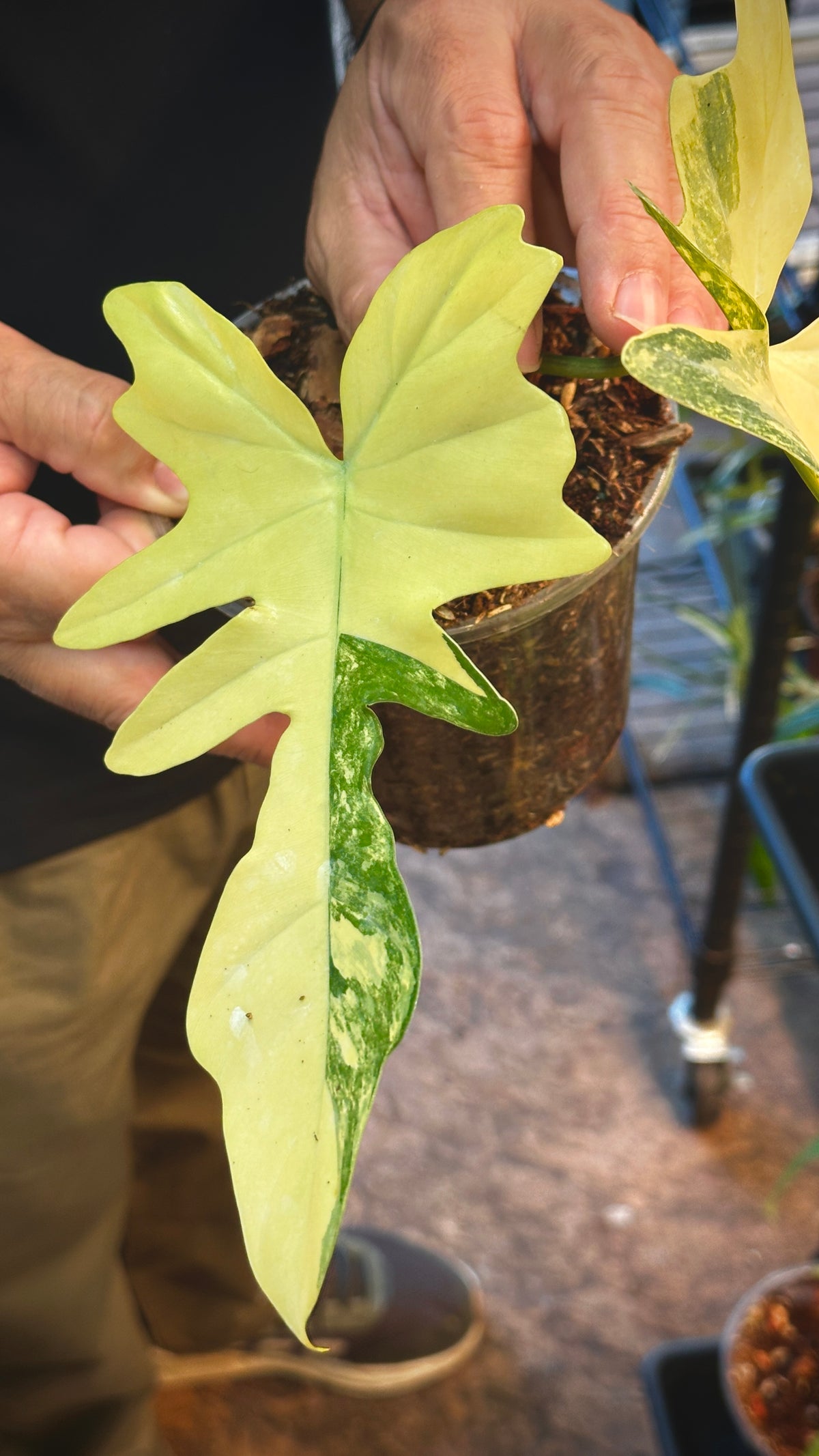 Philodendron 'Kitna' (Florida Beauty x Mayoi) 6" Pre-sale