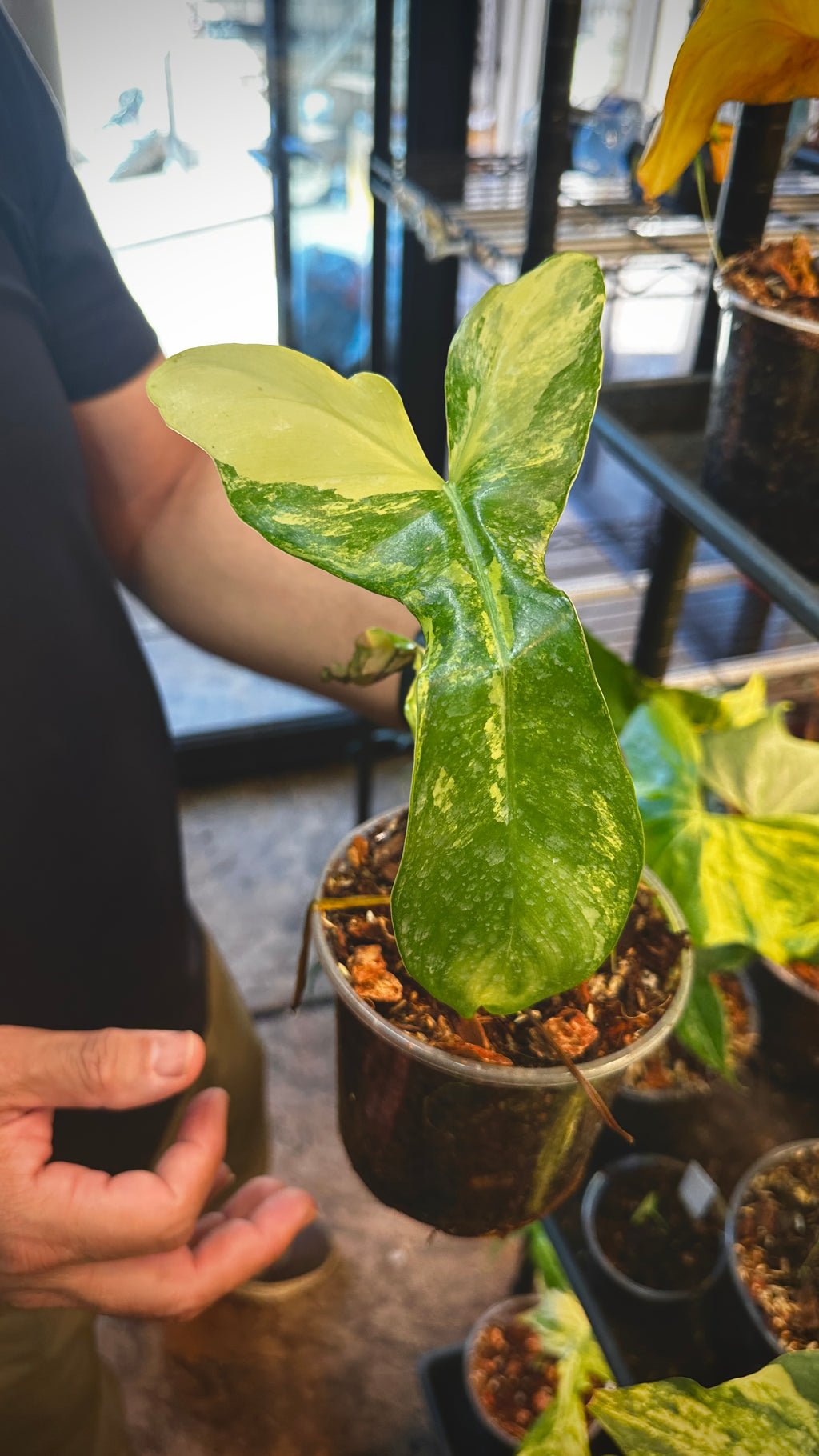 Philodendron ‘Florida Beauty x Pariso Verde Variegatum' Pre-Sale 6"
