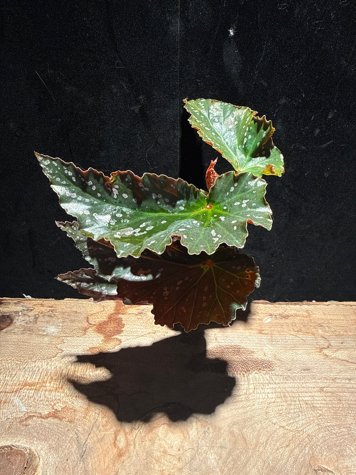Cracklin’ Rosie Begonia · Textured Rex Begonia