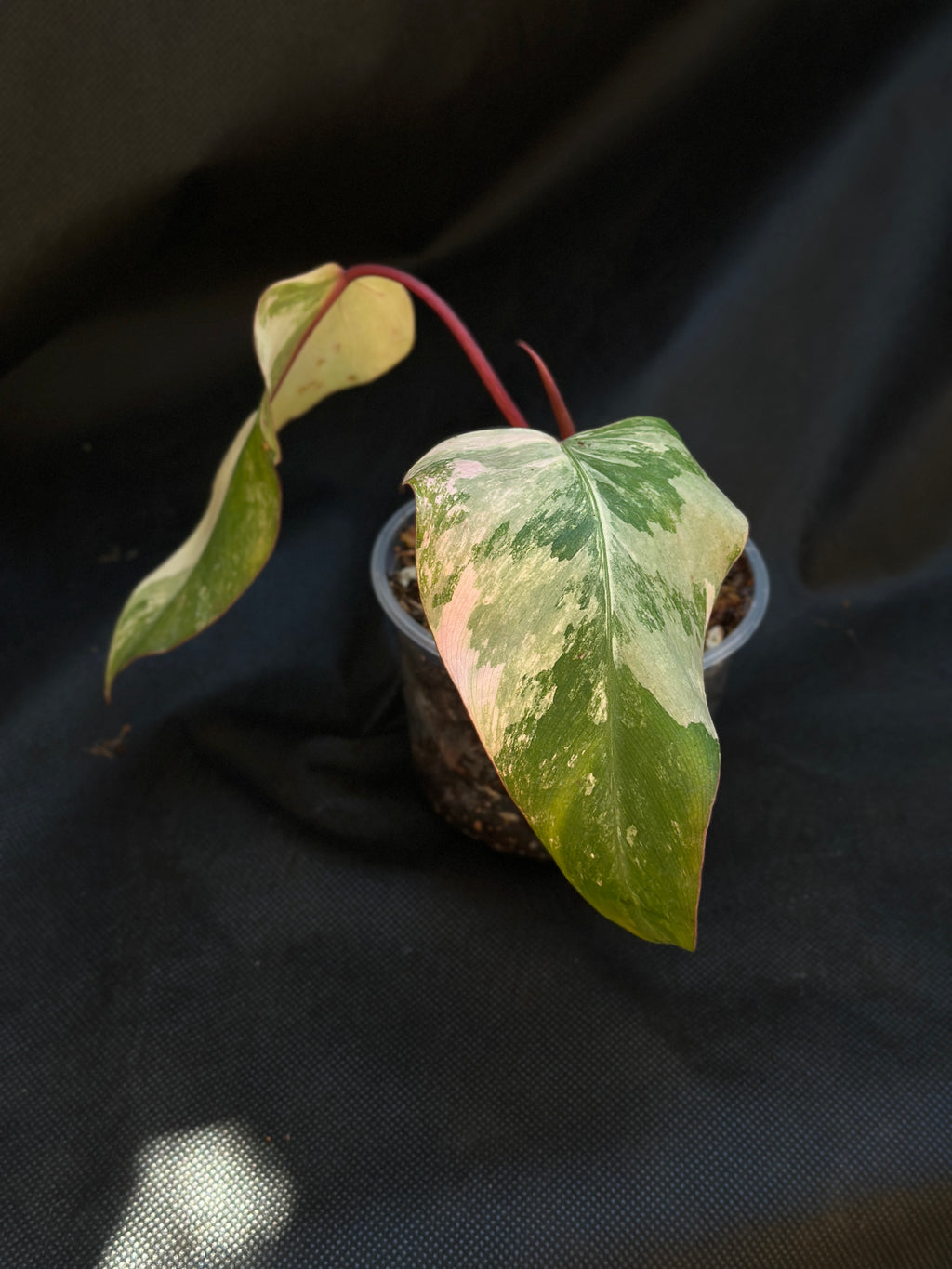 Philodendron 'Strawberry Shake'