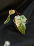 Philodendron 'Strawberry Shake'