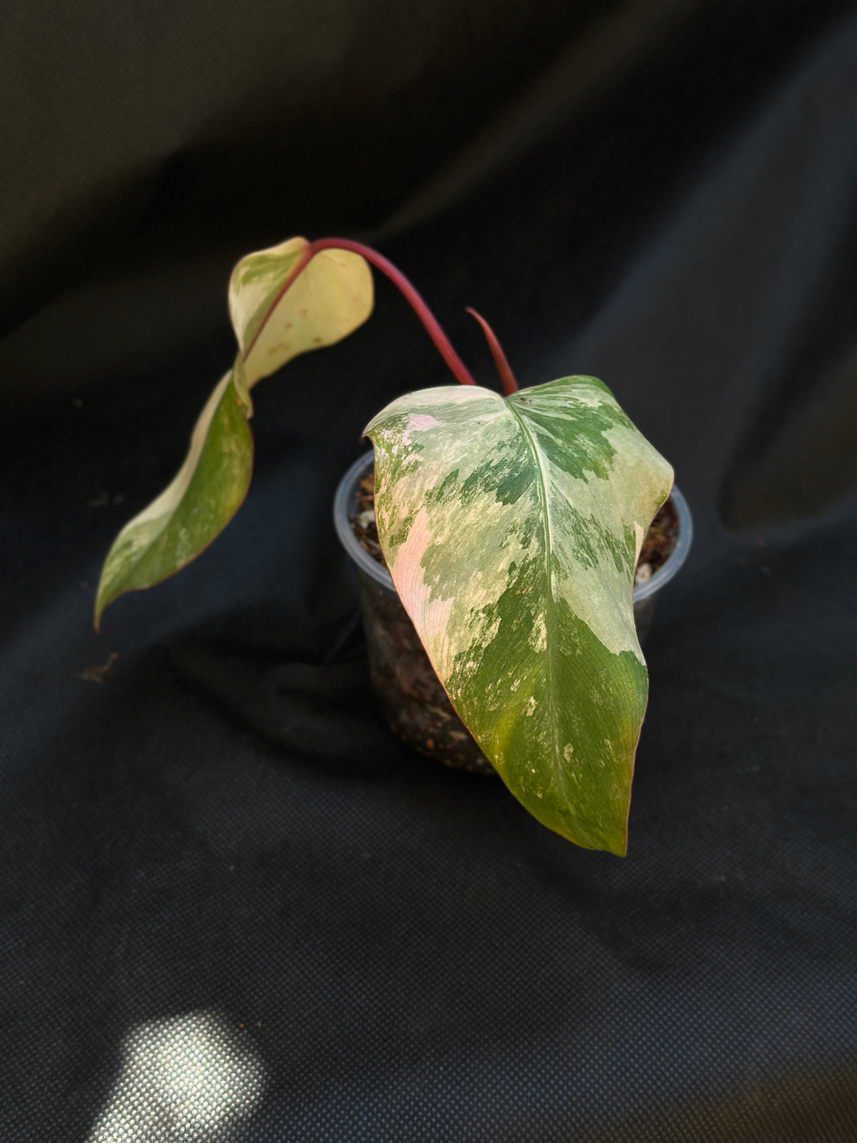 Philodendron 'Strawberry Shake'