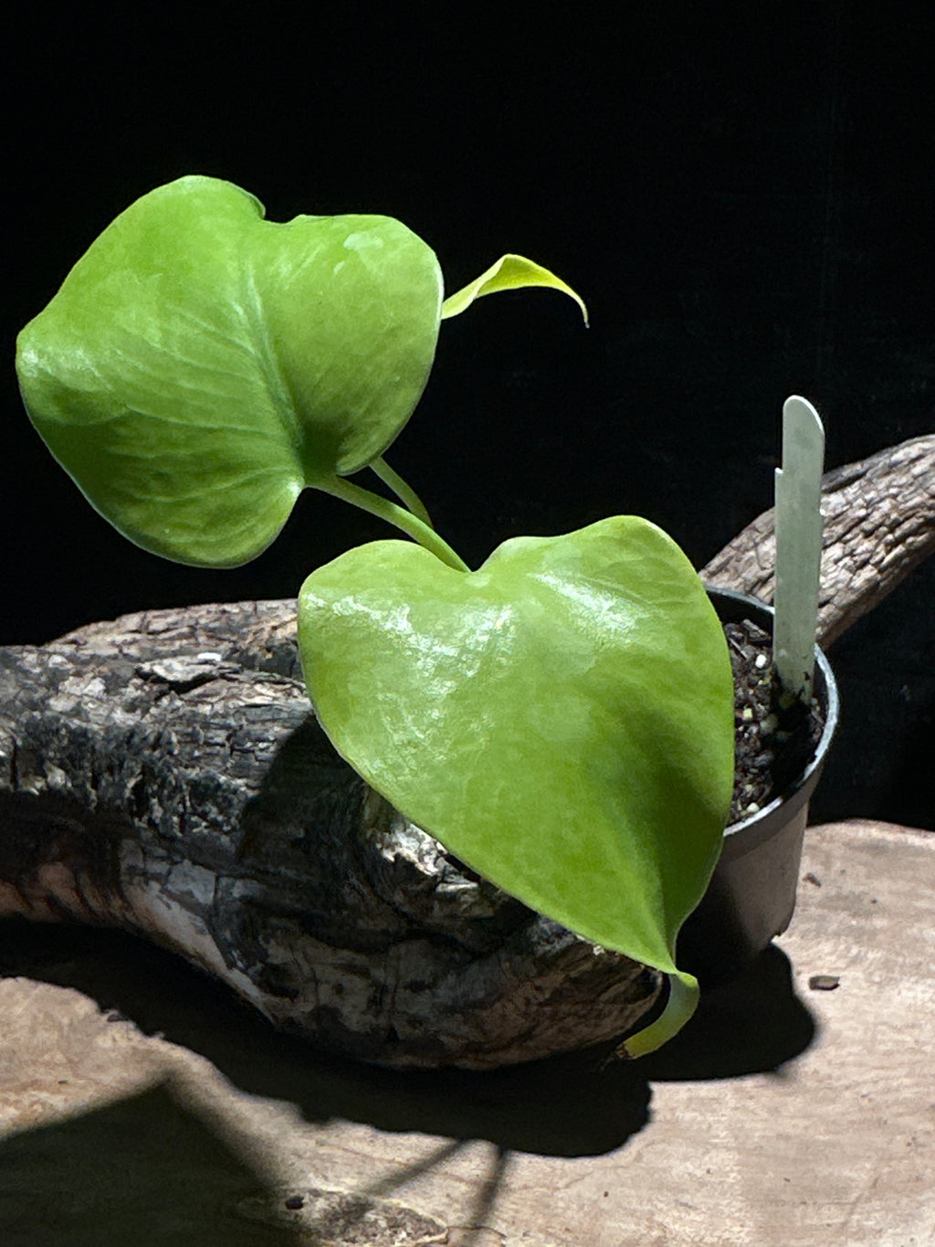 Monstera Deliciosa 'Lemon Lime' | Rare Chartreuse Aroid