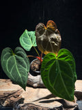 Anthurium ‘Tiger Red’ Seed Grown Hybrid