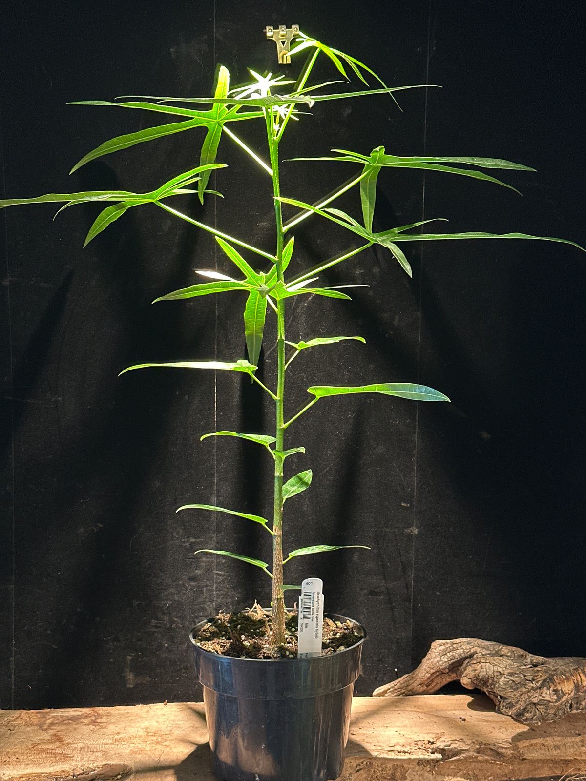Queensland Bottle Tree - Brachychiton rupestris hybrid