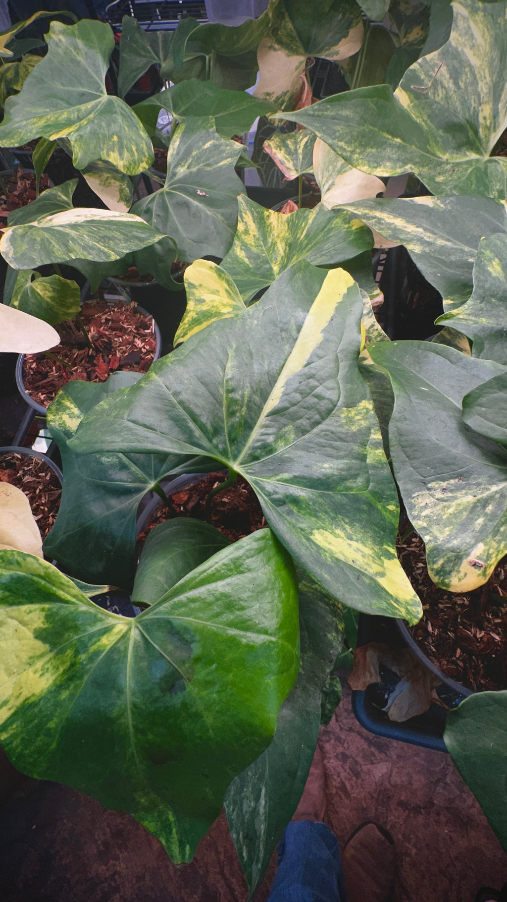 Anthurium 'Pterodactyl' Highly Variegated 6" (Not From Tissue Culture)