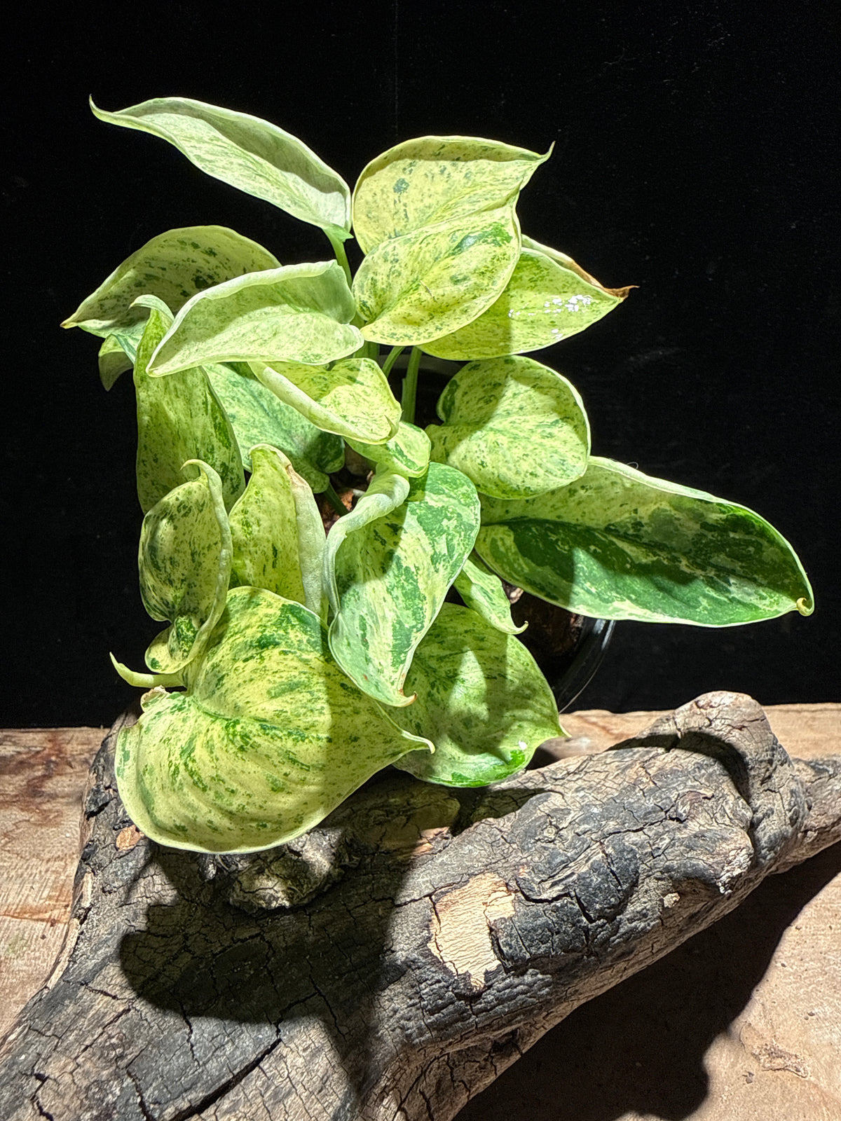 Scindapsus Jade Satin ‘Variegated’ on Moss Pole