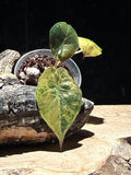 Alocasia wentii Aurea