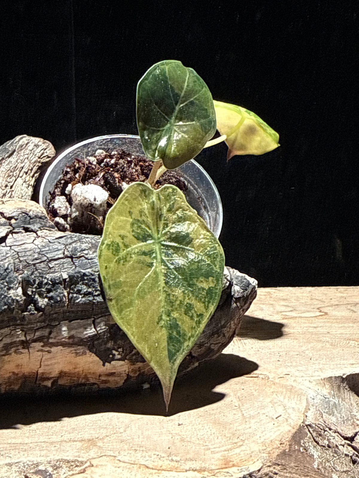 Alocasia wentii Aurea