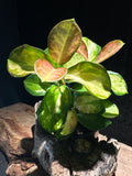 Hoya australis ‘Tricolor’