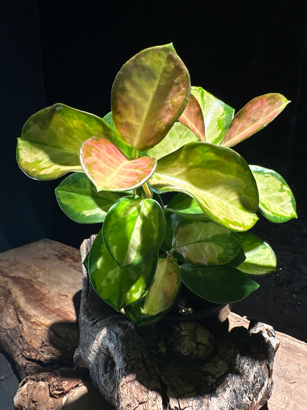 Hoya australis ‘Tricolor’