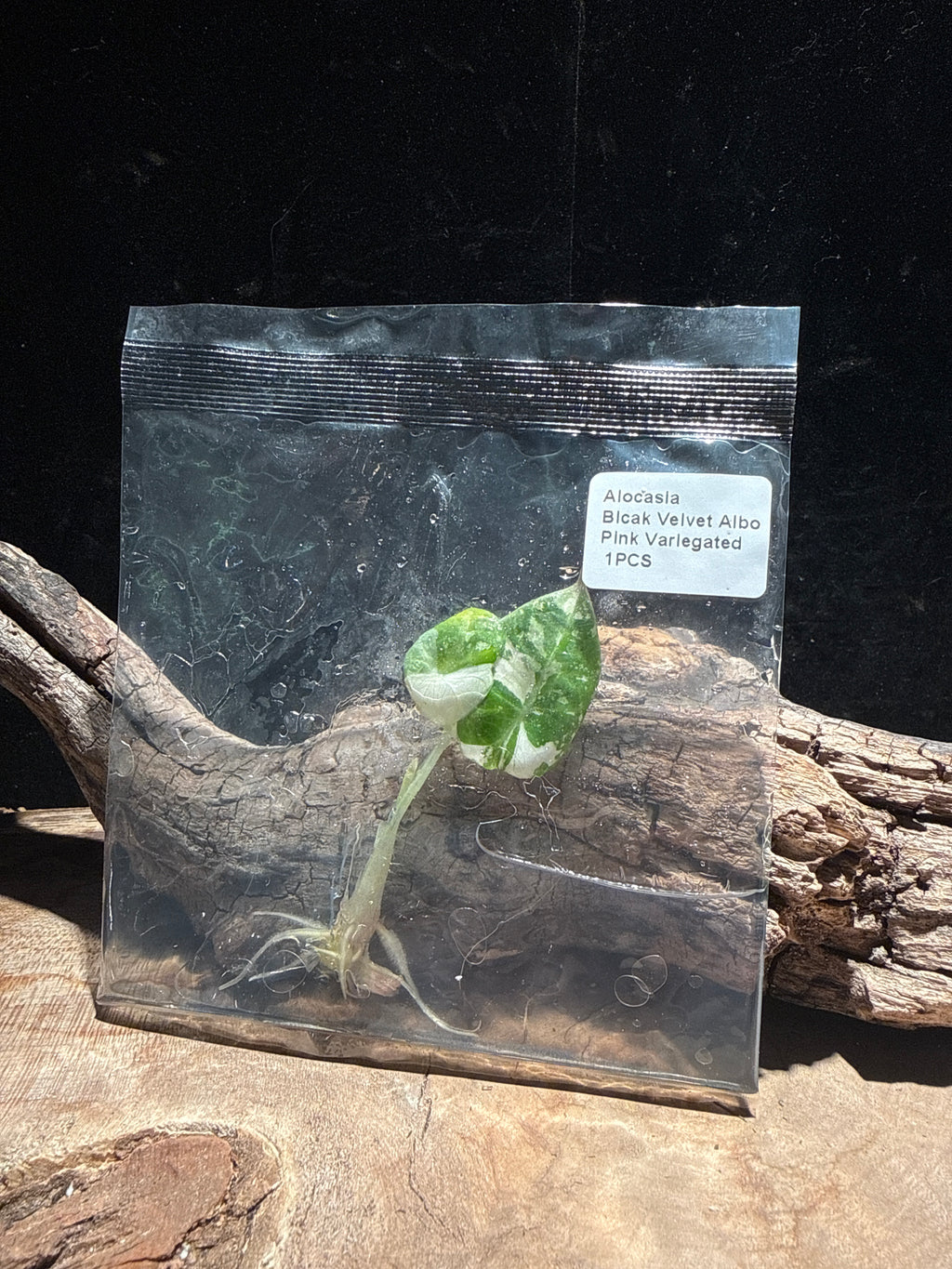 Alocasia Black Velvet Albo Pink VariegatedTissue Culture