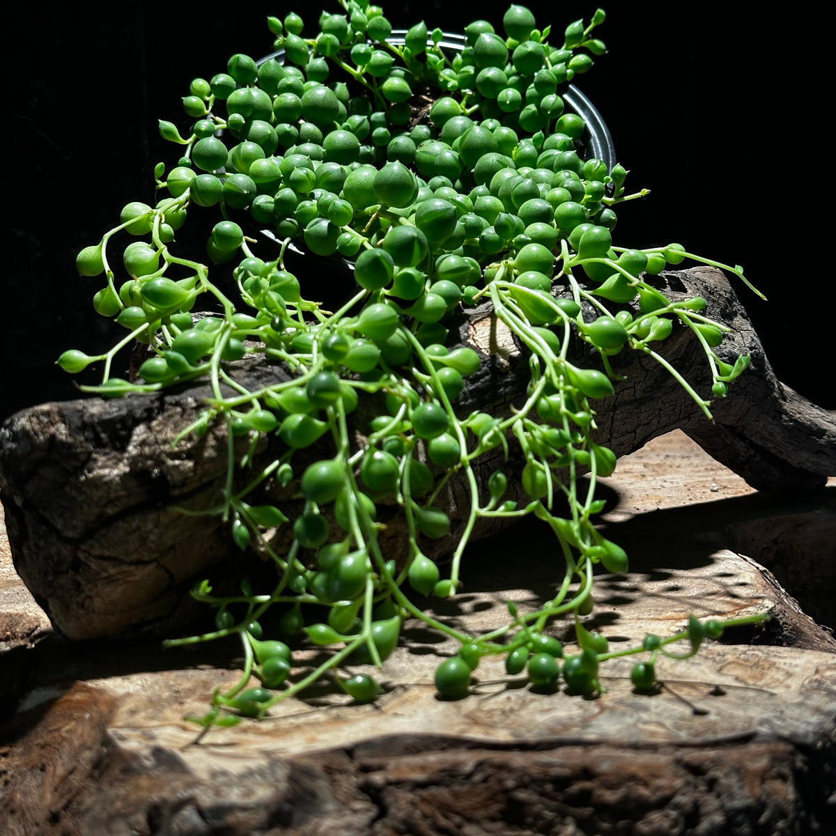 String of pearls