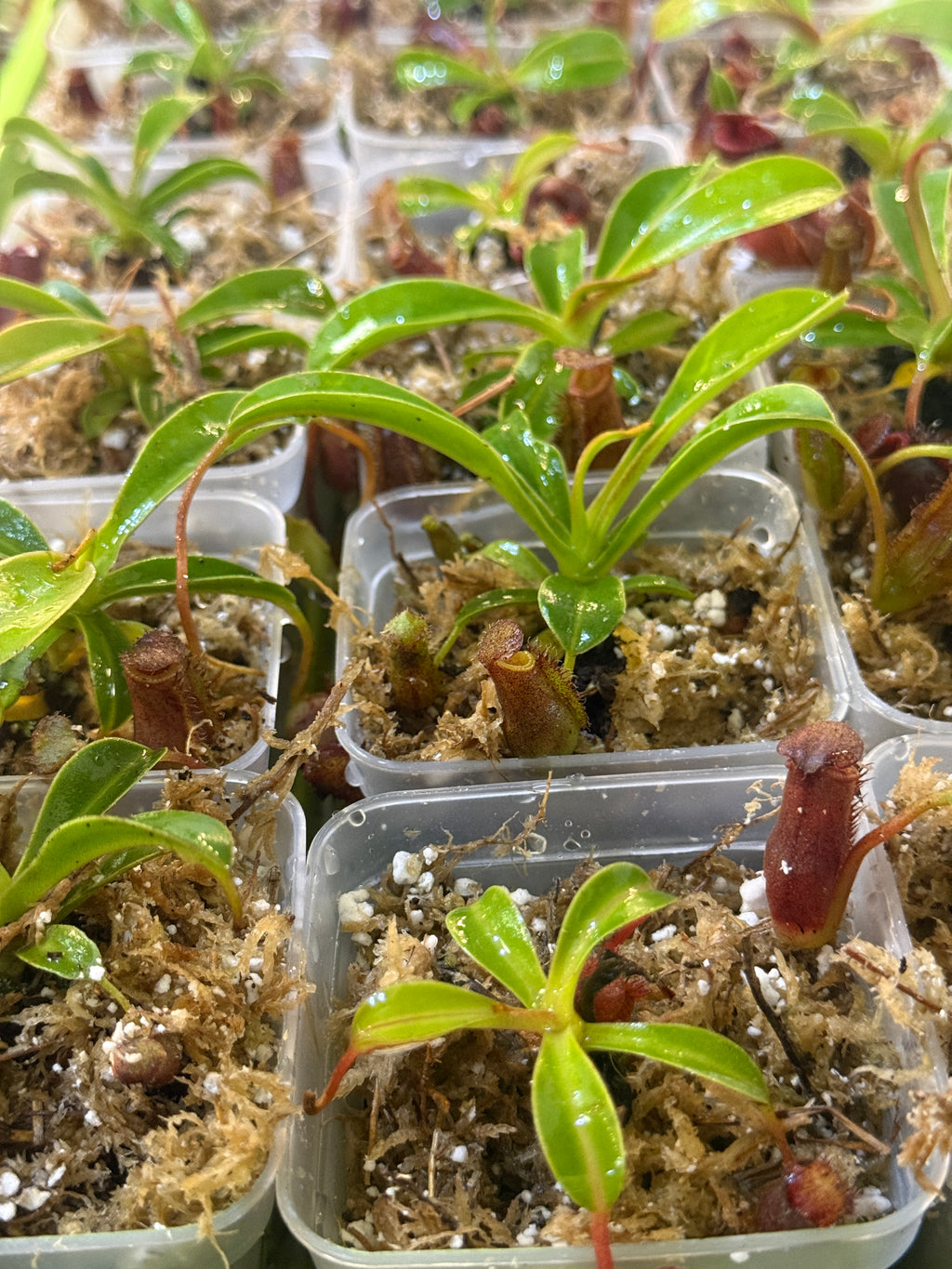 Nepenthes Lowii x Ventricosa