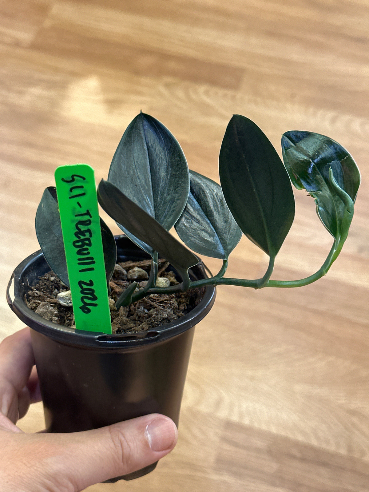 Scindapsus trebulii ‘Dark Form’